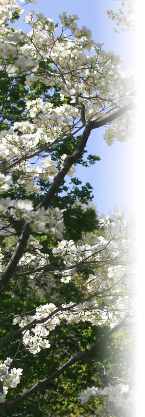 tree removal knoxville