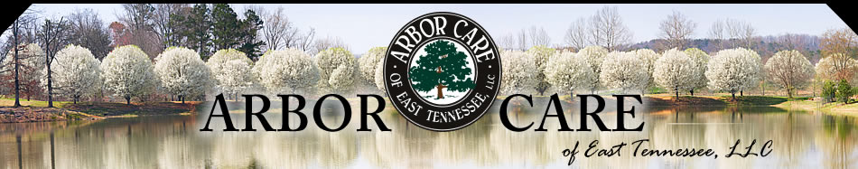 tree care knoxville