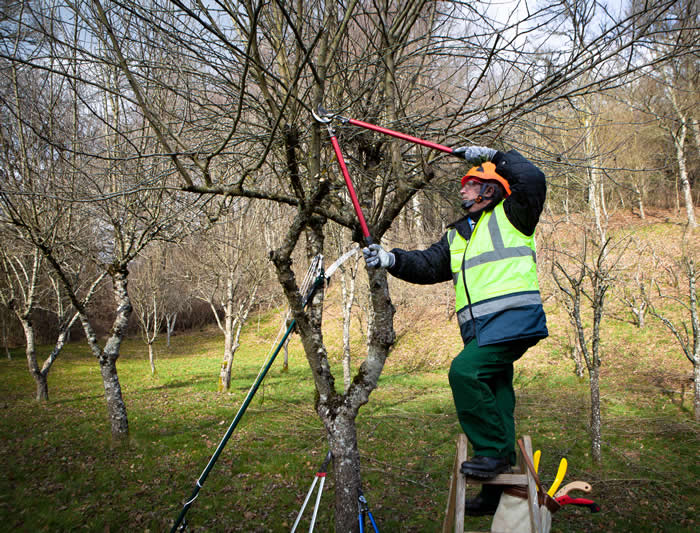 tree removal knoxville